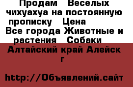 Продам.  Веселых чихуахуа на постоянную прописку › Цена ­ 8 000 - Все города Животные и растения » Собаки   . Алтайский край,Алейск г.